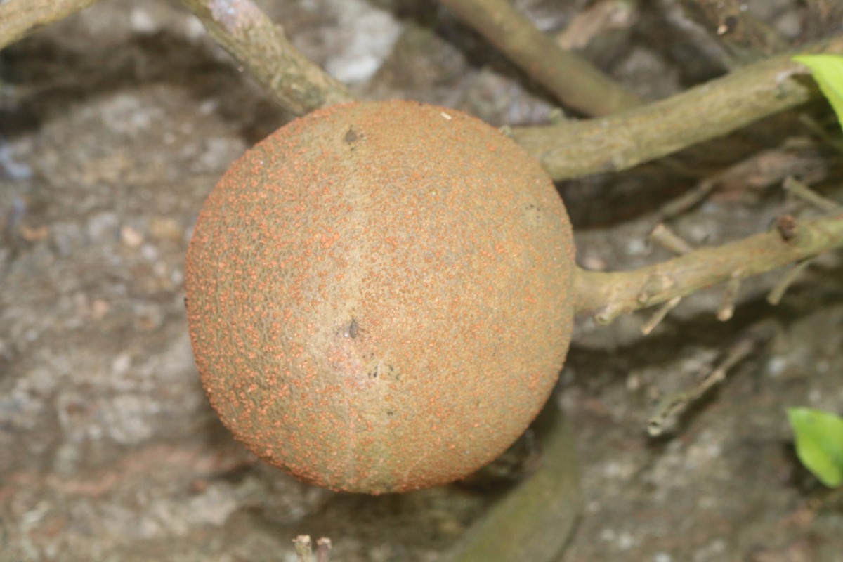 Couroupita guianensis Aubl.